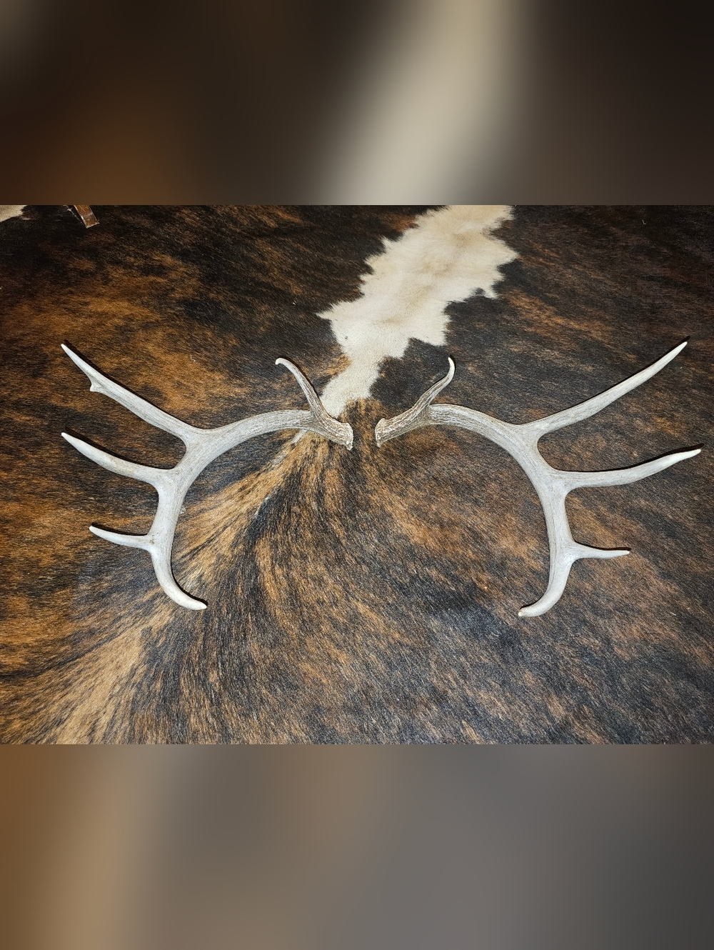 Matching Set of Natural Shed Mule Deer Antlers - Light Gray